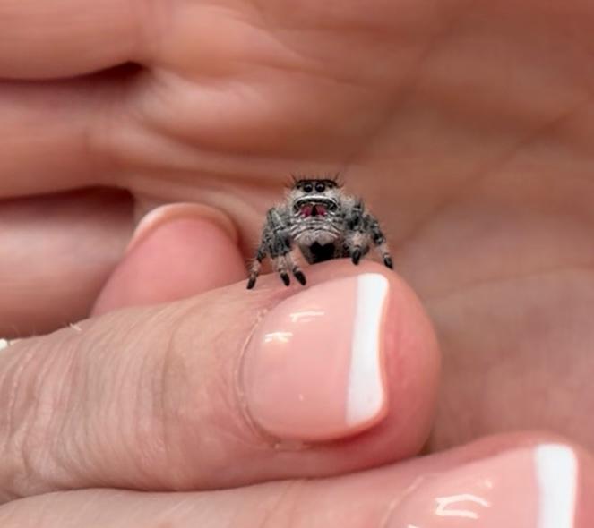 Maple sitting on a fingertip, looking up at the camera