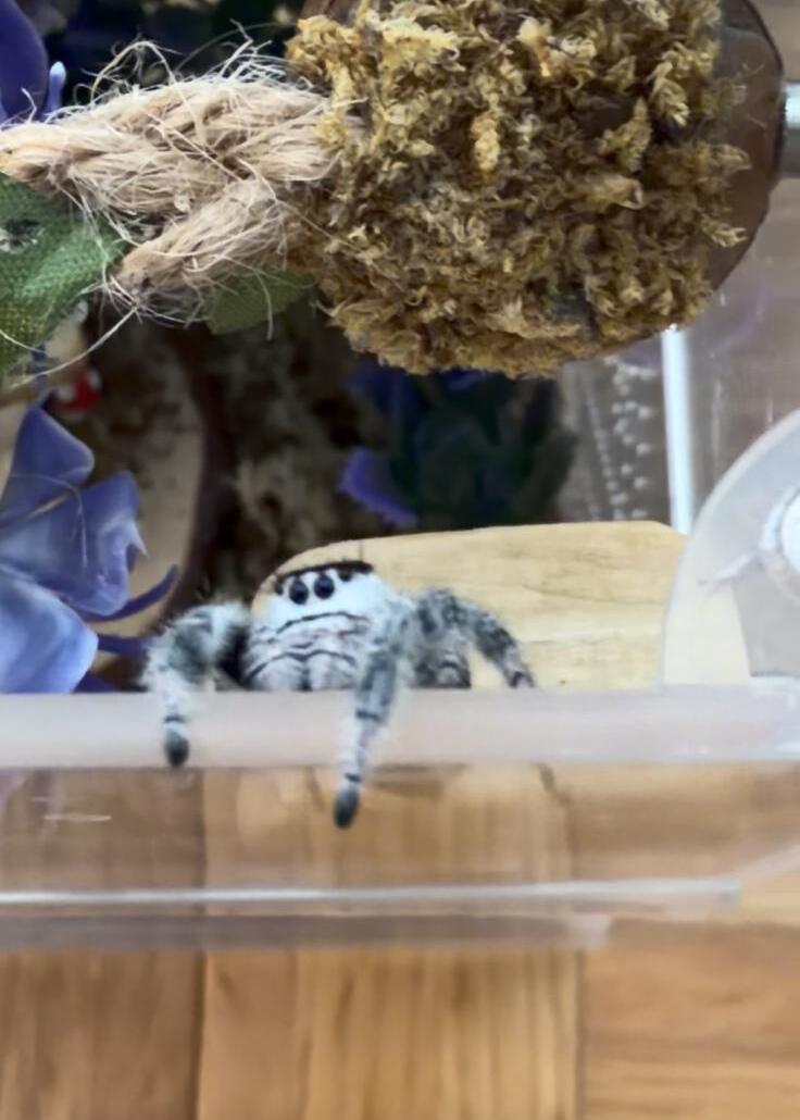 Star dangling a leg over the edge of her enclosure