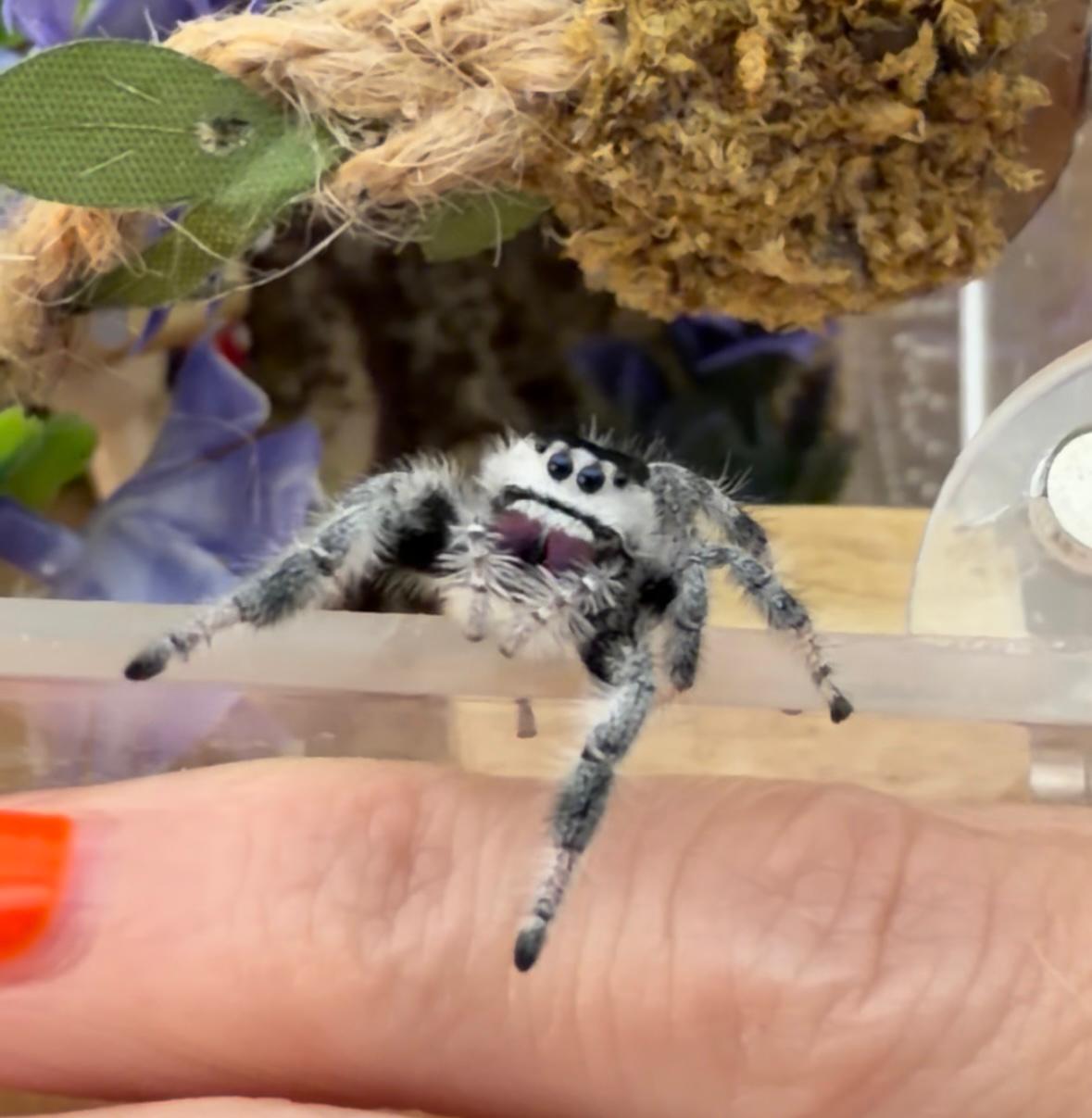 Star the jumping spider