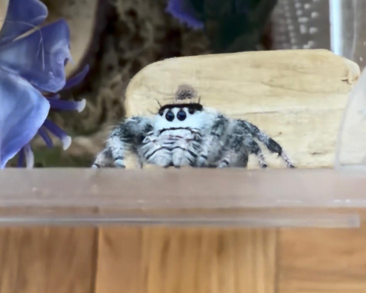 Star the jumping spider peeking over the edge of her enclosure