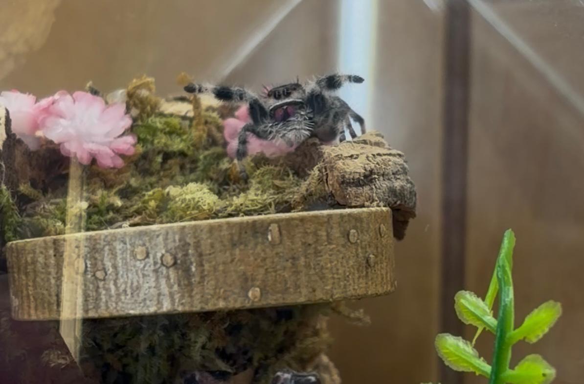 Maple the jumping spider peering out from her mossy enclosure
