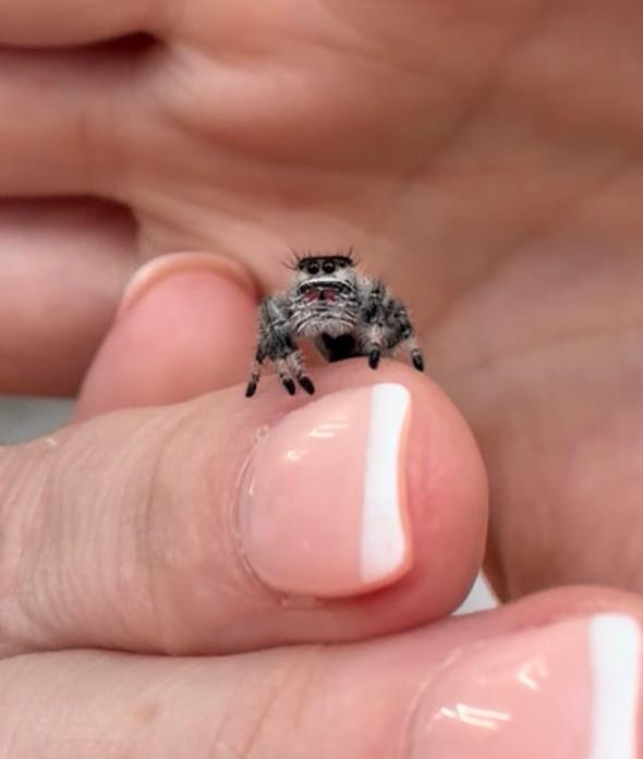 Maple the jumping spider