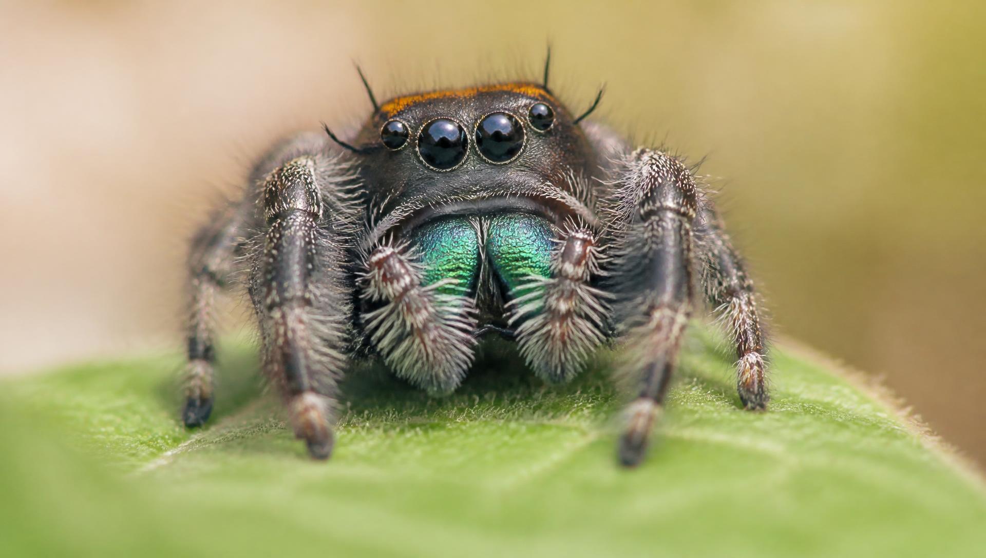 Close-up of a regal jumping spider with large glossy eyes resting on a green leaf